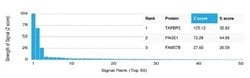 TRBP Antibody (PCRP-TARBP2-1E5) - Azide and BSA Free, Novus Biologicals